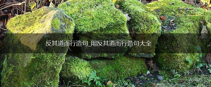 反其道而行造句_用反其道而行造句大全,第1张