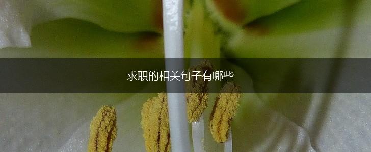 求职的相关句子有哪些,第1张