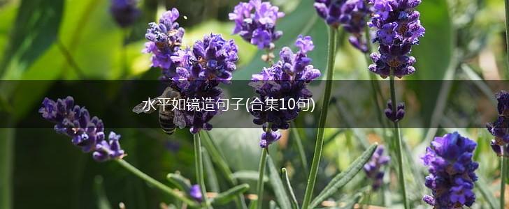 水平如镜造句子(合集10句),第1张