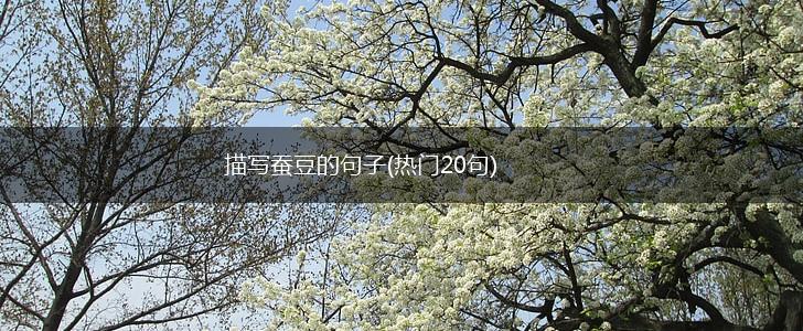 描写蚕豆的句子(热门20句),第1张