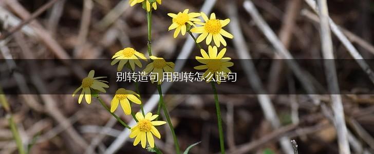 别转造句,用别转怎么造句,第1张
