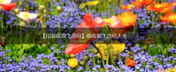 【用双宿双飞造句】双宿双飞造句大全,第1张
