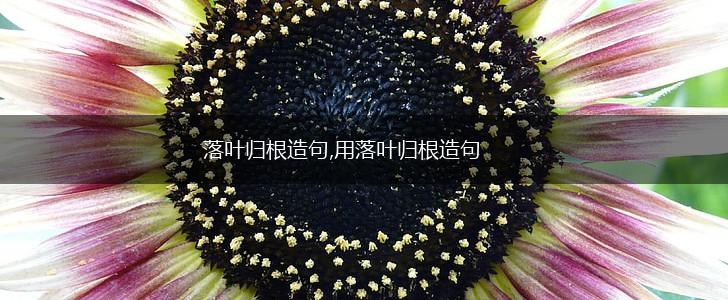 落叶归根造句,用落叶归根造句,第1张