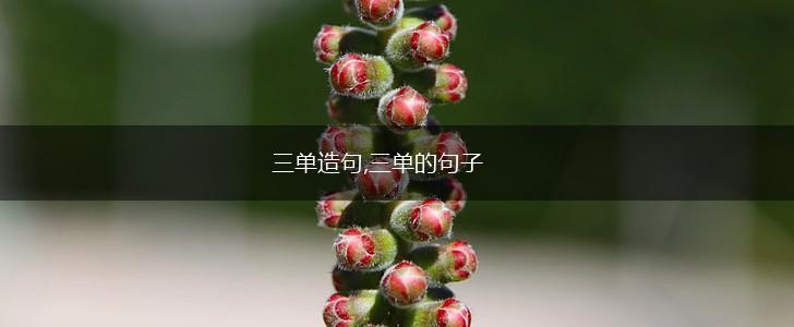 三单造句,三单的句子,第1张