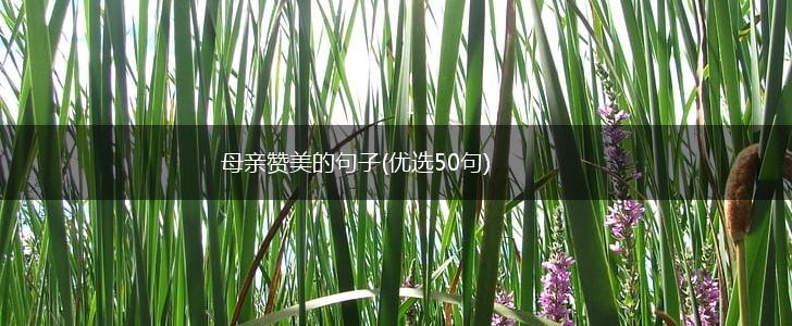 母亲赞美的句子(优选50句),第1张