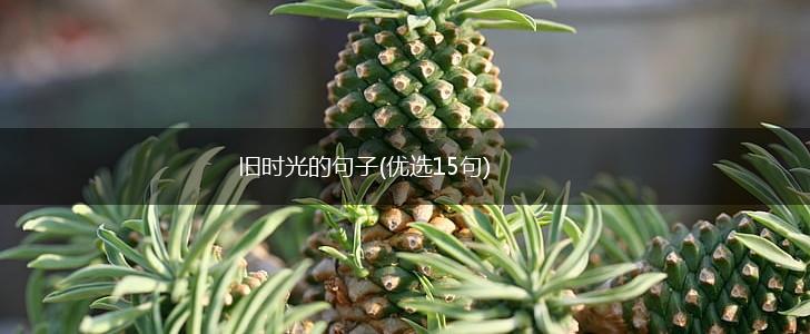 旧时光的句子(优选15句),第1张