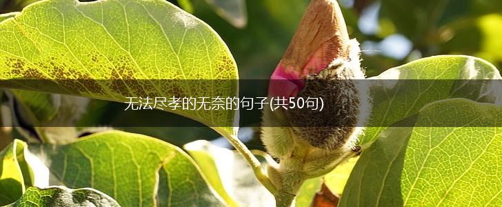 无法尽孝的无奈的句子(共50句),第1张