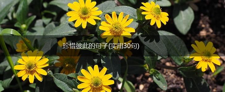 珍惜彼此的句子(实用30句),第1张
