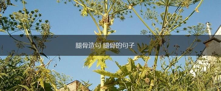 腿骨造句 腿骨的句子,第1张