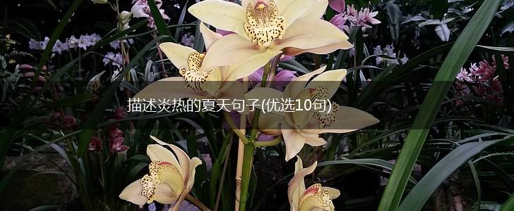 描述炎热的夏天句子(优选10句),第1张
