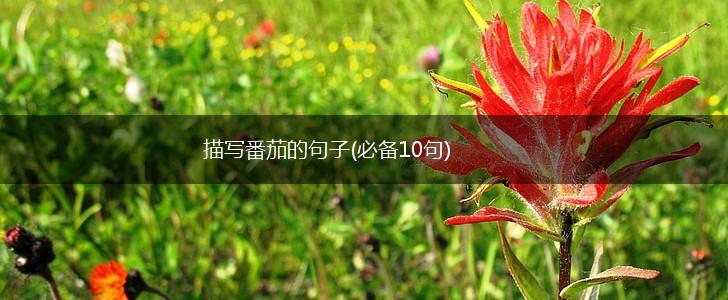 描写番茄的句子(必备10句),第1张