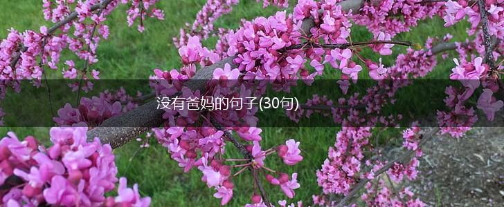 没有爸妈的句子(30句),第1张
