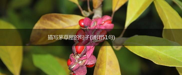 描写茅草屋的句子(通用51句),第1张