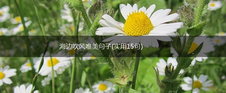 海边吹风唯美句子(实用15句),第1张