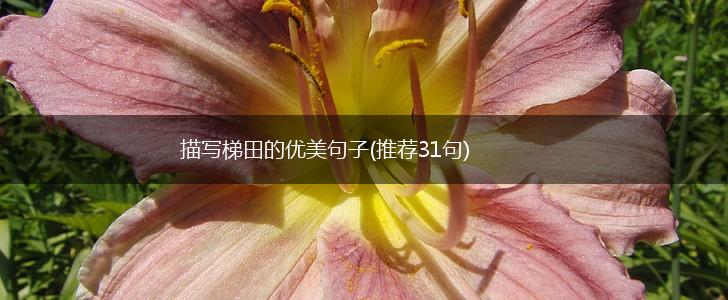 描写梯田的优美句子(推荐31句),第1张