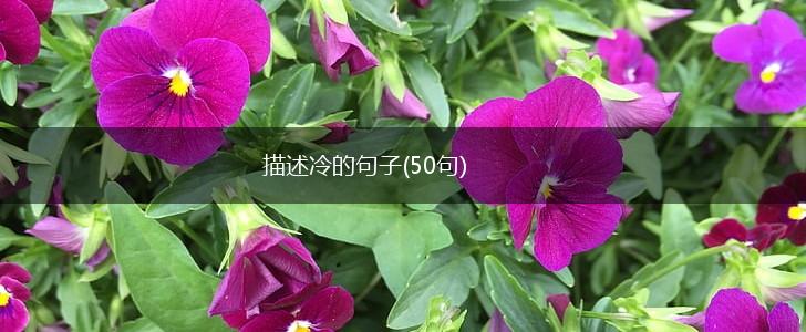 描述冷的句子(50句),第1张