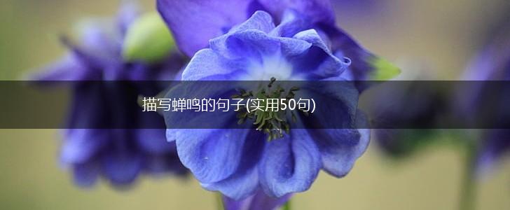 描写蝉鸣的句子(实用50句),第1张