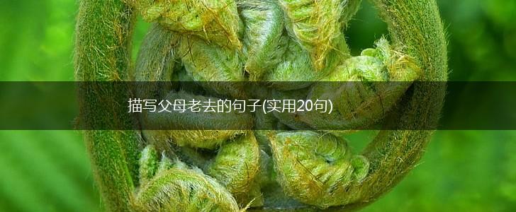描写父母老去的句子(实用20句),第1张