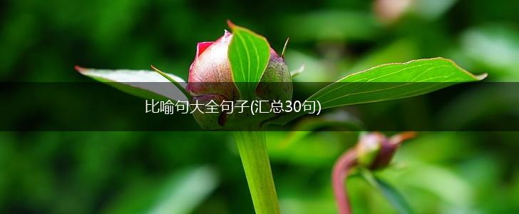 比喻句大全句子(汇总30句),第1张