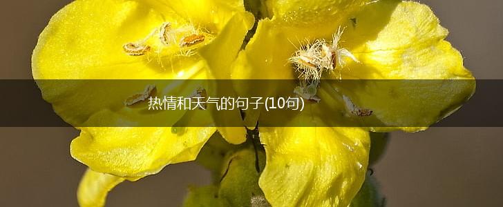 热情和天气的句子(10句),第1张