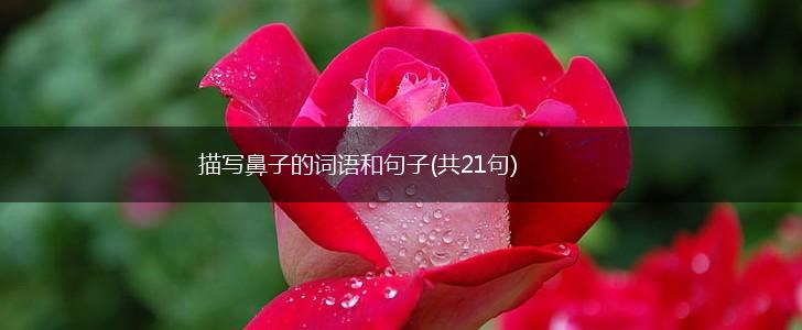 描写鼻子的词语和句子(共21句),第1张