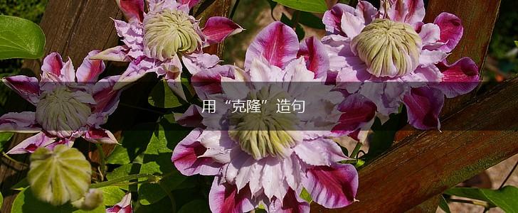 用“克隆”造句,第1张