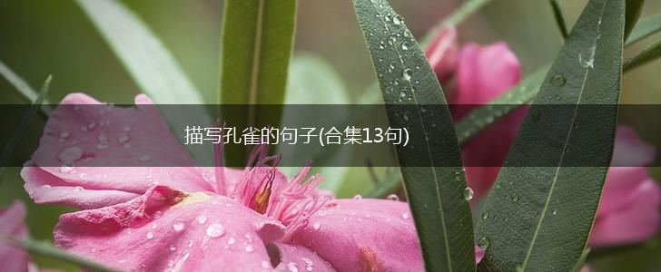 描写孔雀的句子(合集13句),第1张