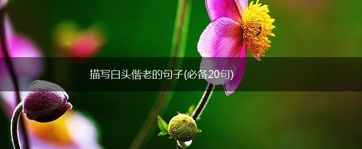 描写白头偕老的句子(必备20句),第1张