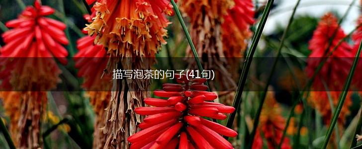 描写泡茶的句子(41句),第1张