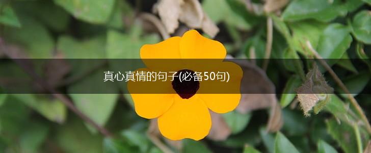 真心真情的句子(必备50句),第1张