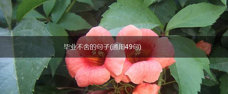 毕业不舍的句子(通用49句),第1张