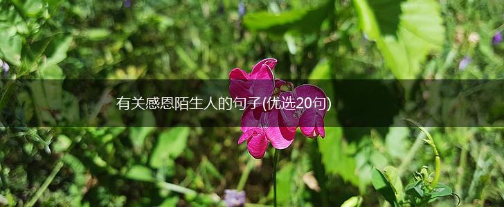 有关感恩陌生人的句子(优选20句),第1张