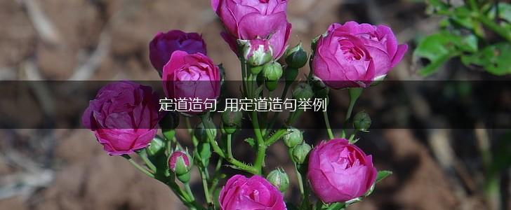 定道造句_用定道造句举例,第1张