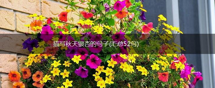 描写秋天银杏的句子(汇总52句),第1张