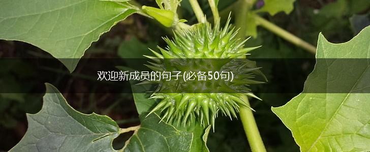 欢迎新成员的句子(必备50句),第1张