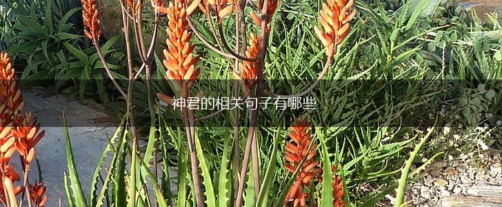 神君的相关句子有哪些,第1张