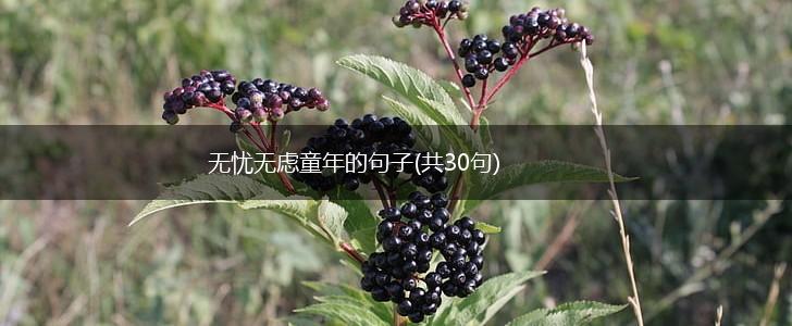 无忧无虑童年的句子(共30句),第1张