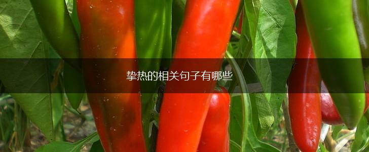 挚热的相关句子有哪些,第1张
