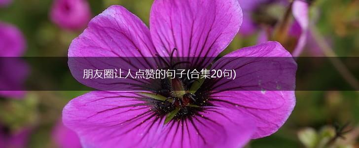 朋友圈让人点赞的句子(合集20句),第1张