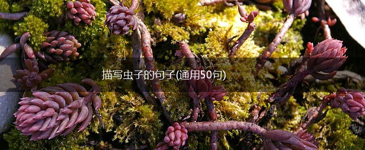 描写虫子的句子(通用50句),第1张