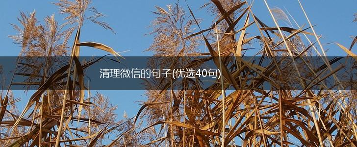 清理微信的句子(优选40句),第1张