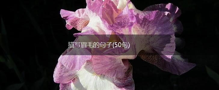 描写眉毛的句子(50句),第1张
