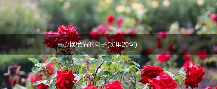 真心换绝情的句子(实用20句),第1张