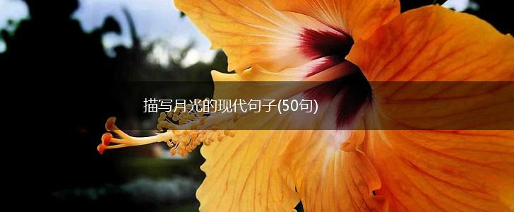 描写月光的现代句子(50句),第1张