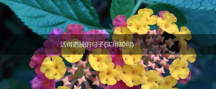 活得洒脱的句子(实用30句),第1张