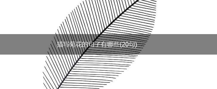 描写菊花的句子有哪些(20句),第1张