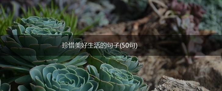 珍惜美好生活的句子(50句),第1张
