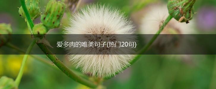 爱多肉的唯美句子(热门20句),第1张