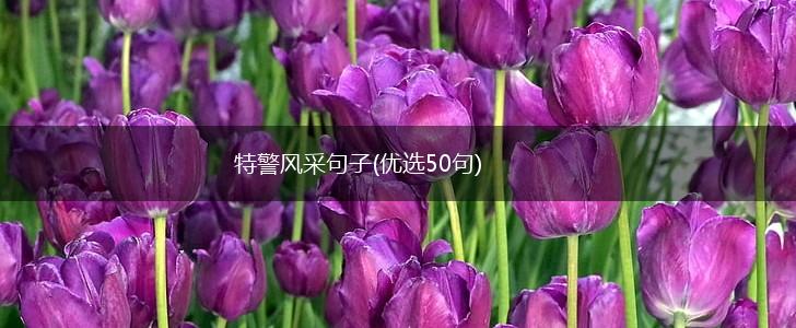 特警风采句子(优选50句),第1张