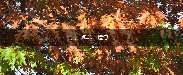 用“包总”造句,第1张